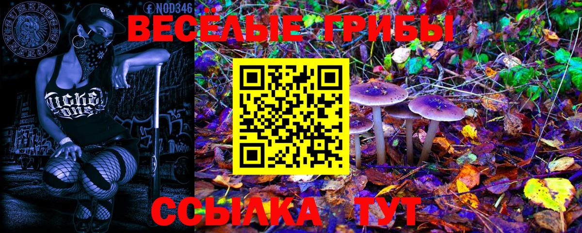 Псилоцибиновые грибы Psilocybine cubensis Сокол